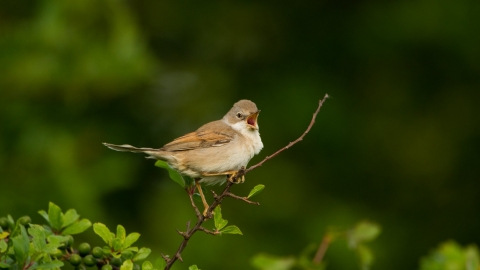 Whitethroat (c) Andrew Parkinson/2020Vision