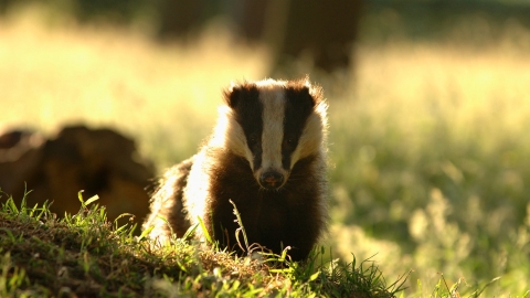 Badger (c) Andrew Parkinson/2020Vision