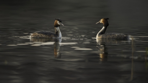 Great crested grebe