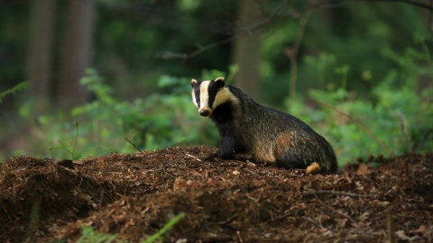 Badger (C) Jon Hawkins