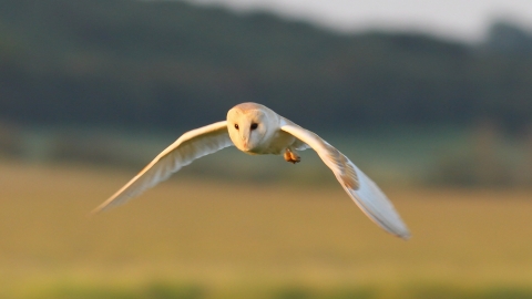 Barn Owl (c) Gary Cox