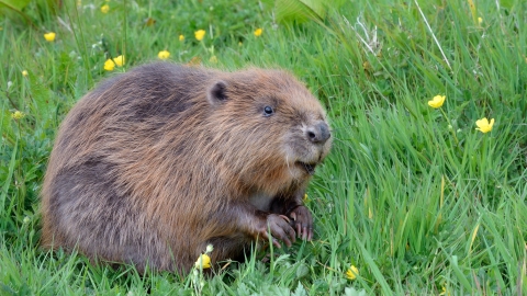 Beaver (c) Cornwall Wildlife Trust/Nick Upton
