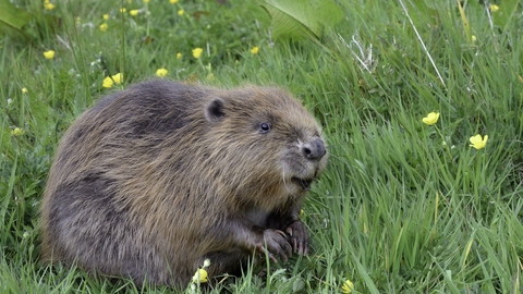 Beaver