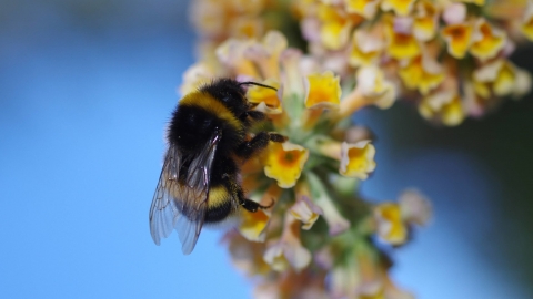 Bee (c) Gillian Day