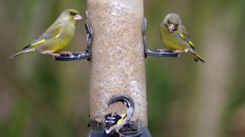 bird feeder