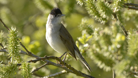 Blackcap