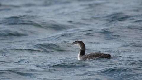 Caption: Great northern diver (Gavia immer) in non-breeding plumage near the isle of Coll. July 2011. Credit: Chris Gomersall/2020VISION