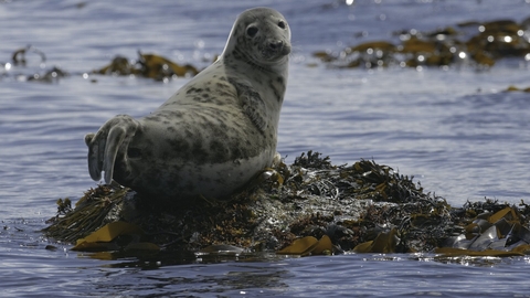 Seal