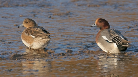 Wigeon (c) Chris Gomersall/2020Vision