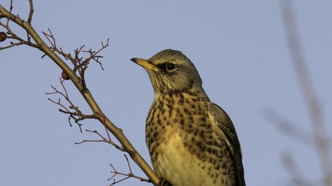 Fieldfare