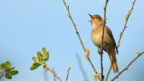 Nightingale