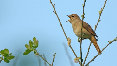 Nightingale (c) Chris Gomersall/2020Vision