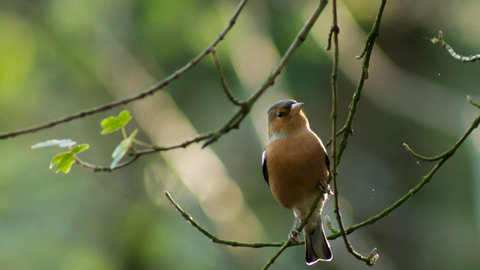 Chaffinch