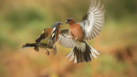 Chaffinch (c) Jon Hawkins