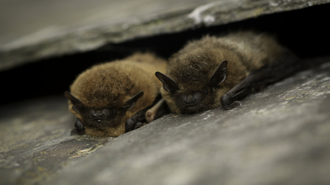 Bats - Couple