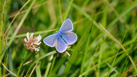 Common blue butterfly