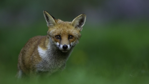fox