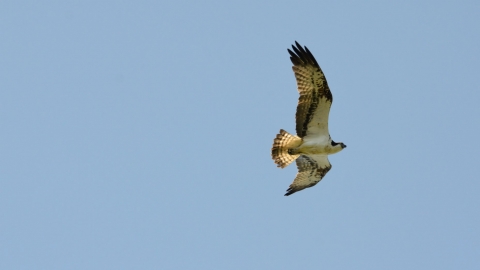 Osprey (C) David Tipling