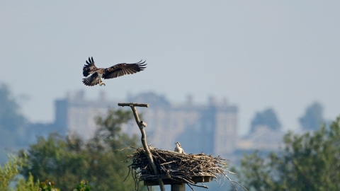 Osprey at Manton Bay, Rutland Water