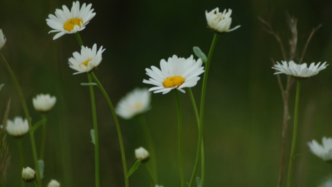 Daisies (c) Gemma de Gouveia