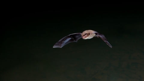 Daubenton's Bat (c) Dale Sutton/2020vision