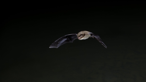 Flying Bat