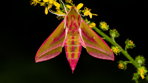 Elephant hawkmoth