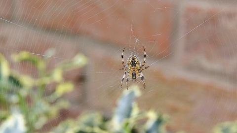 Garden orb spider