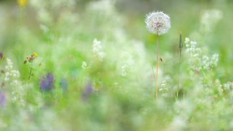 wildflowers