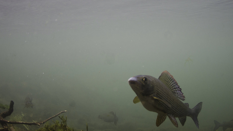 Grayling