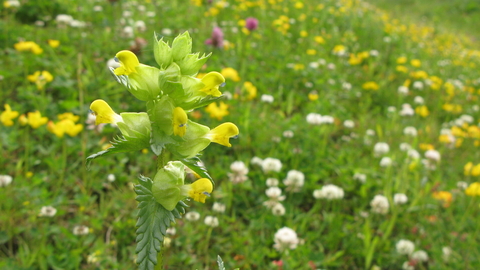 Hay meadow with yellow rattle