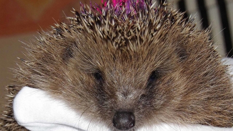 Hedgehog (c) Gillian Day