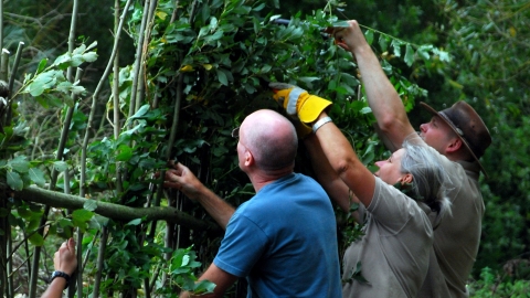 Hedge laying (c) Zsuzsanna Bird
