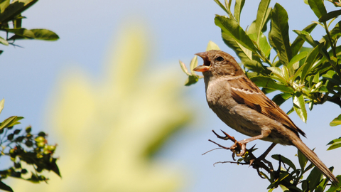 House sparrow