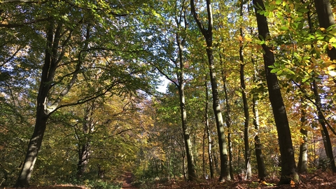 Autumn woodland
