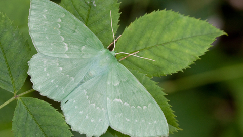A large emerald moth resting on a leaf