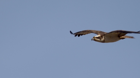 Dyfi Osprey