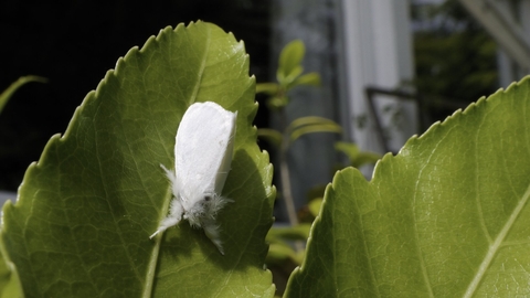 A fluffy, white brown-tail moth resting on a leaf