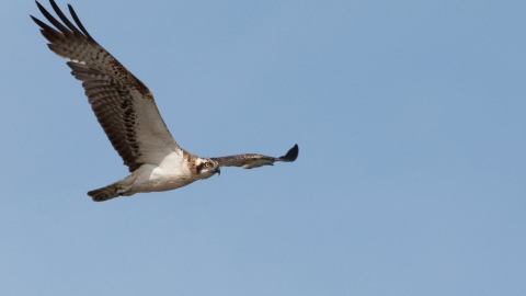 Osprey
