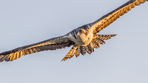 Osprey Project Rutland