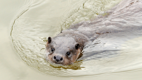 otter