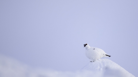 arctic