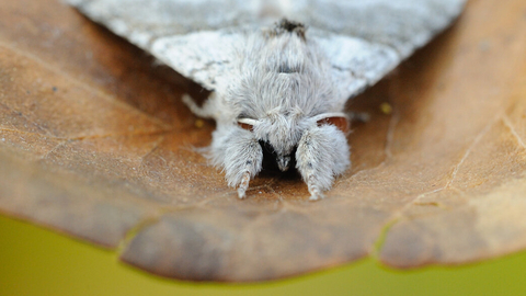 A pale tussock moth rests on a dead leaf, its fluffy legs held out in front of its body.