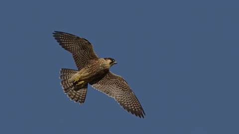 PEREGRINE FALCON (c) Neil Aldridge