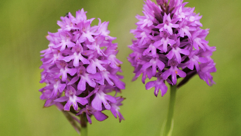 Pyramidal orchid