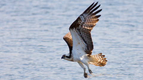 Osprey