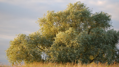 Salix alba