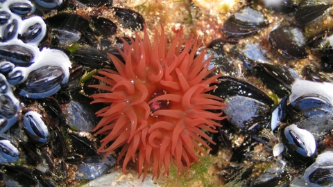 Sea anemone (c) Richard Burkmar