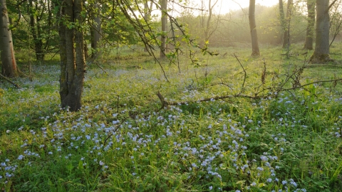 Rutland Water Woodland