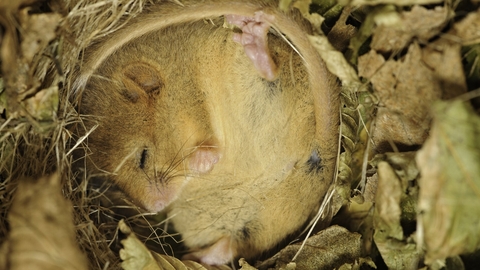 Dormouse